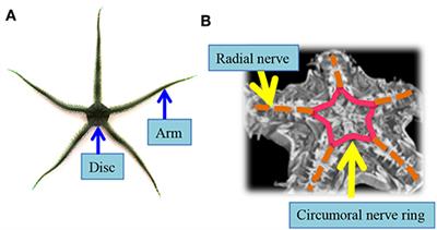 Flexible Coordination of Flexible Limbs: Decentralized Control Scheme for Inter- and Intra-Limb Coordination in Brittle Stars' Locomotion